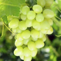 Zelené hrozno Vitis Vinifera L. 2