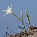 Mořský narcis Pancratium Maritimum 2