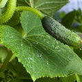 Okurka Cucumis sativus 2