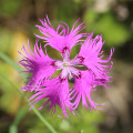 Hvozdík pyšný Dianthus Superbus 2