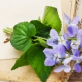 Fialkový list Viola odorata 2