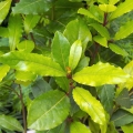 Bobkový list Laurus nobilis 2