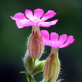 Silenka Silene dioica 2