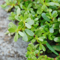 Šrucha Portulaca Oleracea 2
