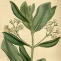Pimentovník Pimenta racemosa (Myrtaceae) 2