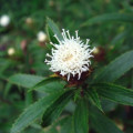 Cangzhu Atractylodes Lancea (Thunb.) DC., Atractylodes Chinensis (DC.) Koidz 2