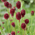Krvavec toten Sanguisorba Officinalis 2
