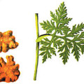 Chuan Xiong Ligusticum Striatum 2