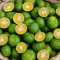 Shiikuwasha Citrus Depressa 2