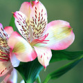 Alstroemeria Híbrido Alstroemeria-Aurea 2