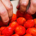Gariguette Strawberry Fragaria x Ananassa 2