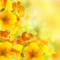 Yellow Flowers  2