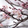 Mandlový květ  Prunus amygdalis var. amara (Rosaceae) 2
