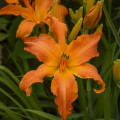 Daylily Hemerocallis Hybrid 2