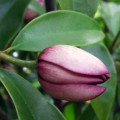 Fig Blossom Ficus Carica 2