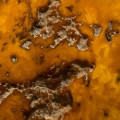 Ambreine  2