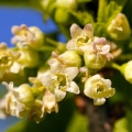 Květ černého rybízu Ribes nigrum, R. sanguineum (Grossulariaceae) 2