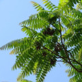 Cedar Leaves Cedrela Fissilis Meliaceae 2
