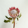 Protea Protea L. 2