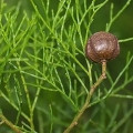 Australian Blue Cypress Callitris Intratropica 2