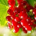Červený rybíz Ribes Rubrum 2