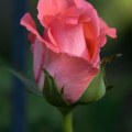 Rosebud Rosa 2