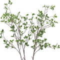Green Branches  2