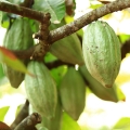 Kakaový lusk Theobroma cacao (Sterculiaceae) 2