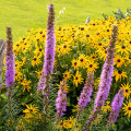 Liatrix Liatris 2