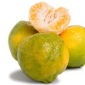 Pokan Citrus poonensis 2