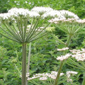 Angelica Root Angelica Archangelica 2