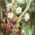 Amazon Moonflower Selenicereus Wittii 2