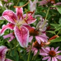Pink Lily Lilium 2
