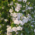 Lesser Calamint Clinopodium Nepeta 2
