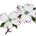 Dogwood Blossom Cornus Florida 2