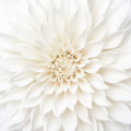 White Dahlia Dahlia Coltness Sortida 2