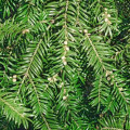 Torreya Torreya Nucifera 2
