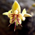 Cacao Blossom Theobroma Cacao 2