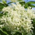 Černý bez Sambucus nigra (Caprifoliaceae) 2