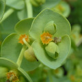 Euphorbia Euphorbia Serrata L. 2