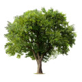 Trees 2