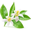 Orange Flower Water Citrus x Sinensis 2