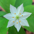 Starflower Trientalis Borealis 2