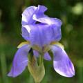 Iris Pallida Iris Pallida 2
