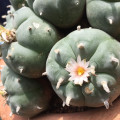 peyote Lophophora williamsii 2