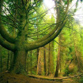 Laurissilva Forest  2