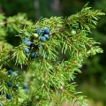 Jalovcové bobulky Juniperus Communis (Cupressaceae) 2