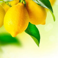 Citron Leaf Citrus Medica 2