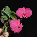 Orchid Black Diamond Sophronitis Wittigiana 2