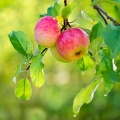 Červené jablko Malus Domestica 2